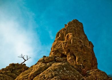 Rock and tree