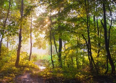 Morning in the forest