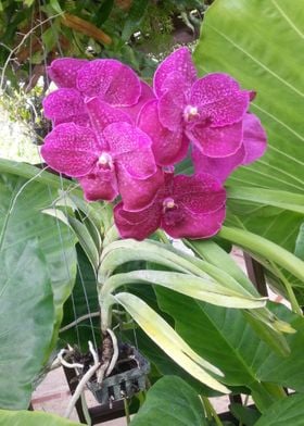 Red Purple Orchid