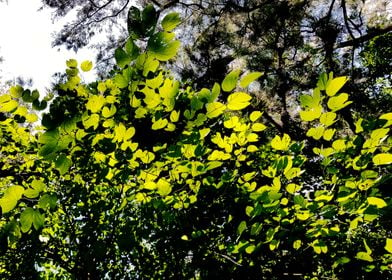 GREEN BUTTERFLIES