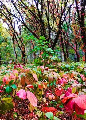 Fall forest