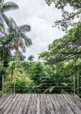 A brazilian forest