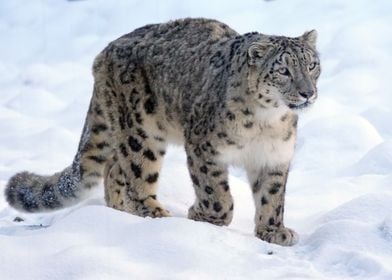 Wandering Snow Leopard