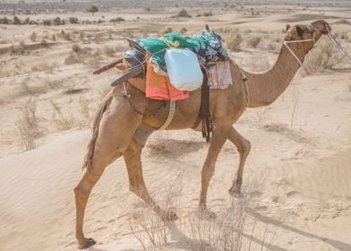 Thar Desert India