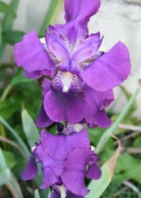 Purple Iris two