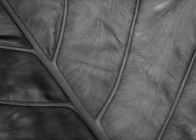 Leaf in Black and White