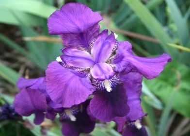 Iris in my garden