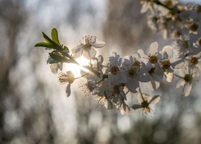 Sunset blossoms