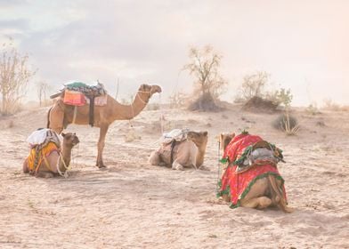 Jaisalmer India