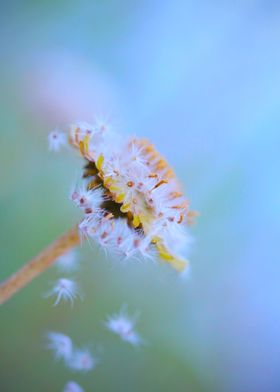 Flora  Fauna