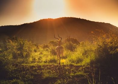 Landscapes of South Africa