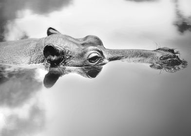 Hippo Reflections