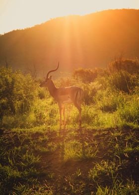 Landscapes of South Africa