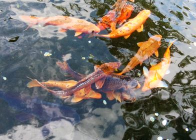 Fish at the Temple