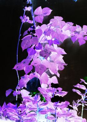 purple plants