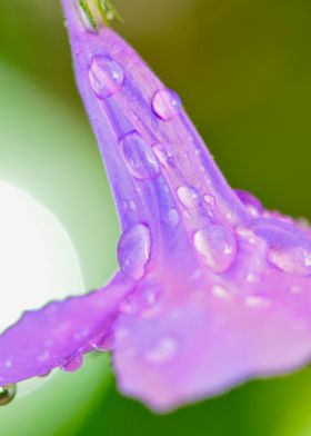 Droplets on Flower