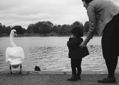 Kid and swan in Hyde Park 