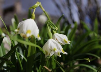 Spring in Latvia Snowclock