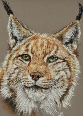 The Lynx