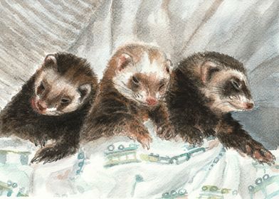 Lovely ferrets
