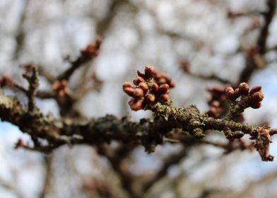 Spring in Latvia Sacura