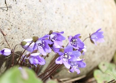 Spring in Latvia Sponges 1