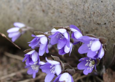 Spring in Latvia Sponges 4