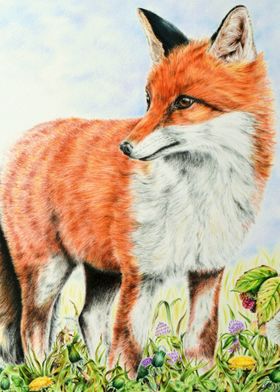 Young Fox