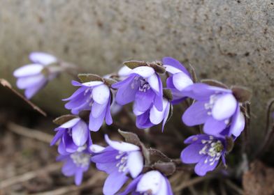 Spring in Latvia Sponges 3