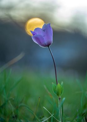 Beautiful purple flower