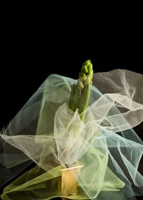 Hyacinth in a pot with a v