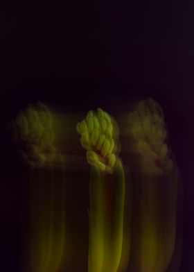 Blurred Hyacinth  