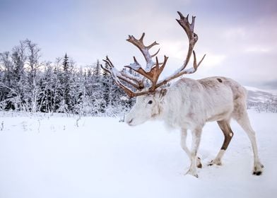 Winter in Norway