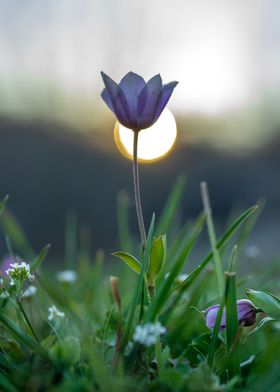 Purple flower