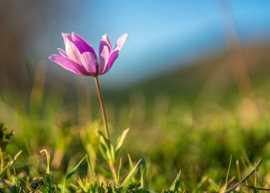 Beautiful spring flower