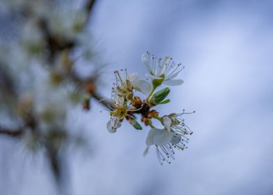 Spring blossom 