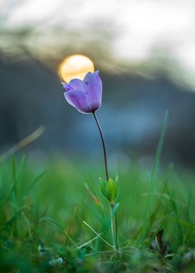 Wild purple flower