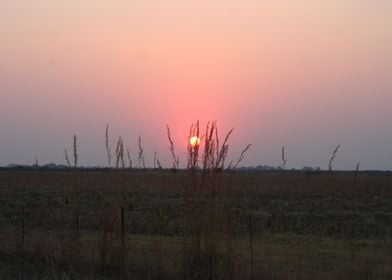 Sunset through grass