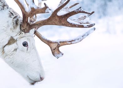 Winter in Norway