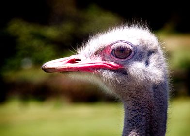 Ostrich Right