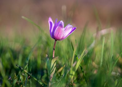 Spring flower