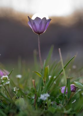 Sunset with flower