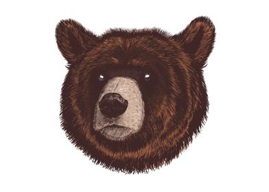 the bear vector illustrati