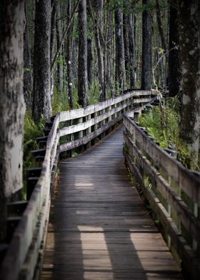 On the Cypress Boardwalk