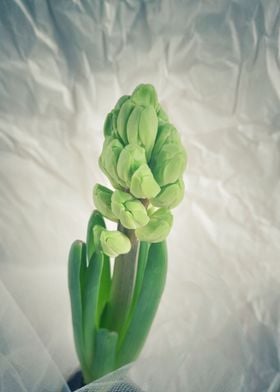 Hyacinth 