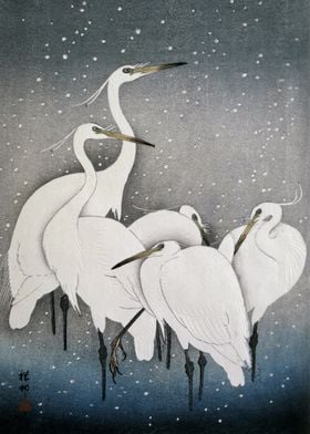 Group of Egrets in snow