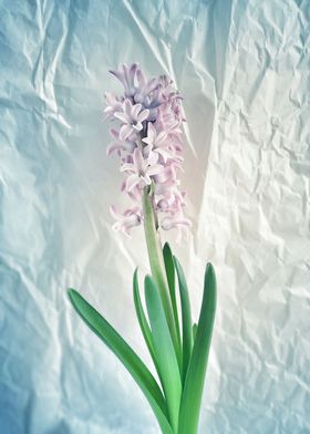 Hyacinth  