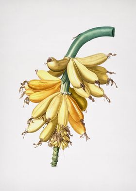 Vintage Botanical Gray 01-preview-3