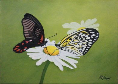 Butterflies on a Daisy