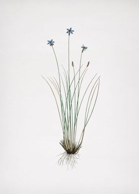 Vintage Botanical Gray 01-preview-0